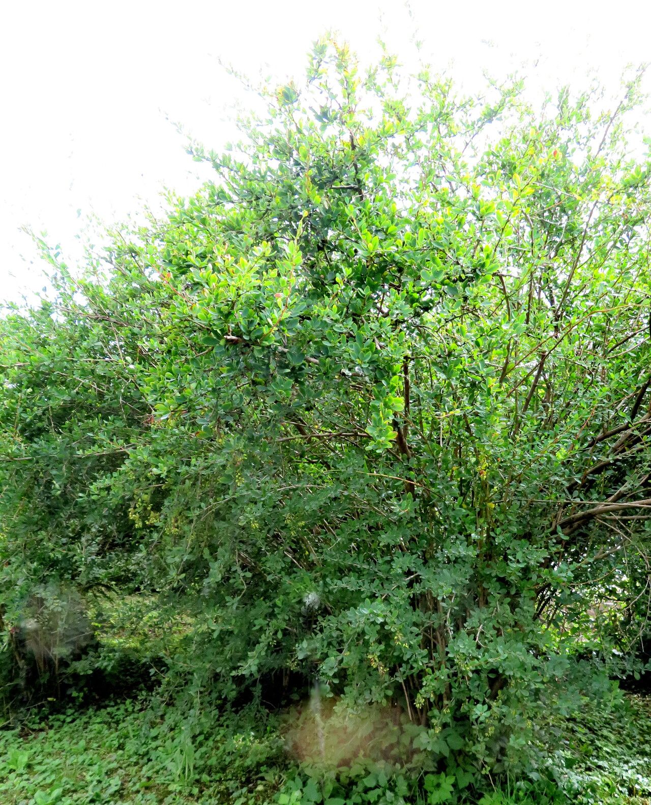 Berberis tischleri habit