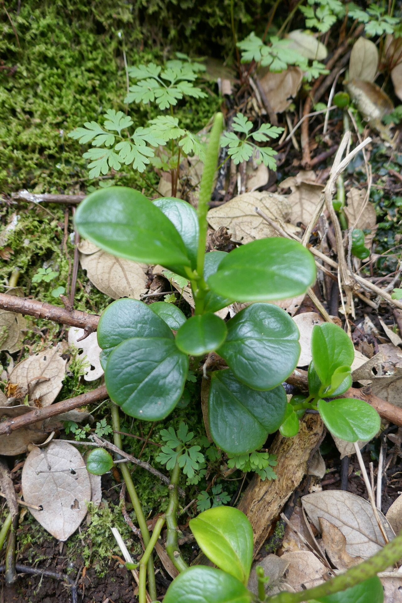 Peperomia portulacoides — houseplant care guide