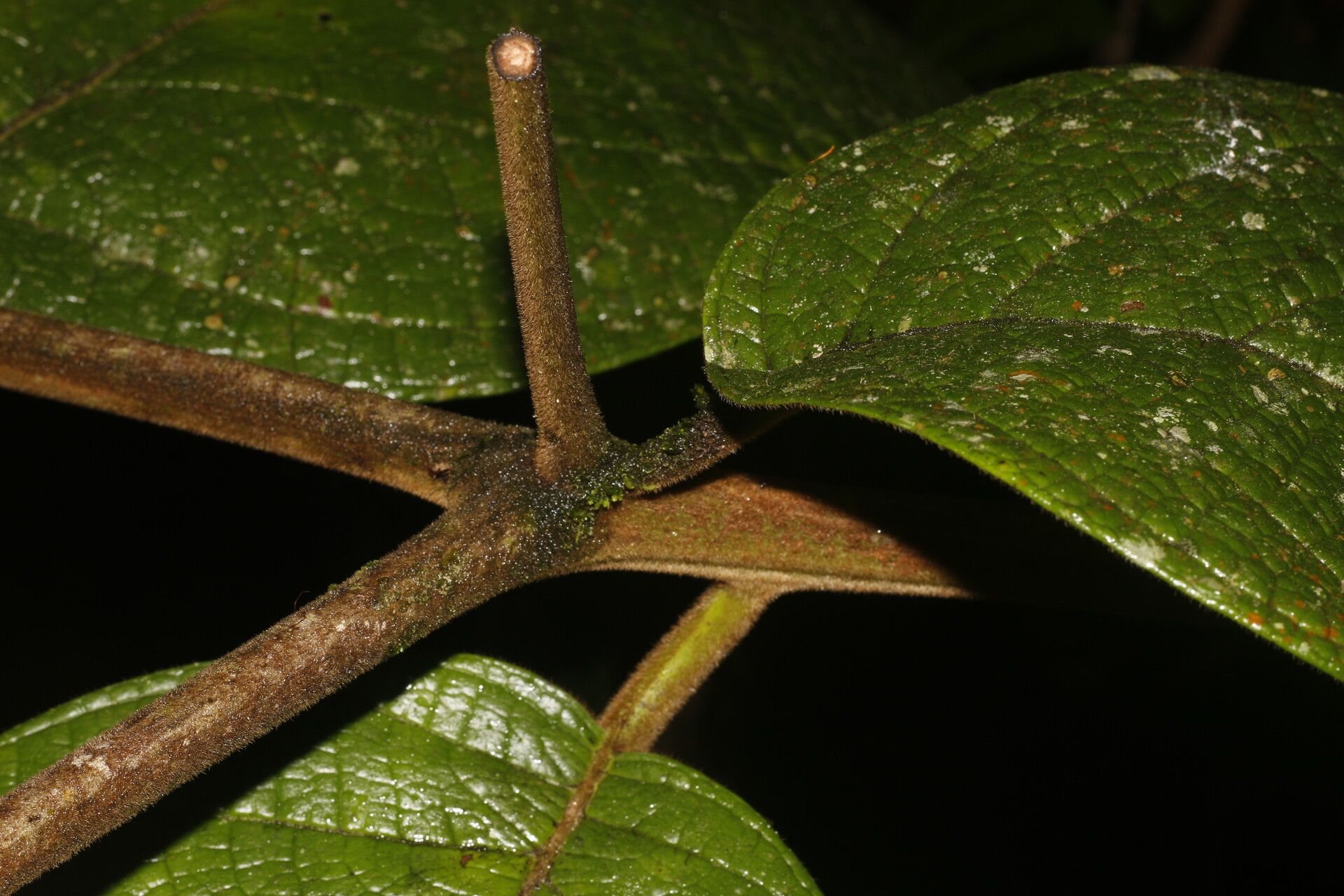 Cordia dwyeri leaf