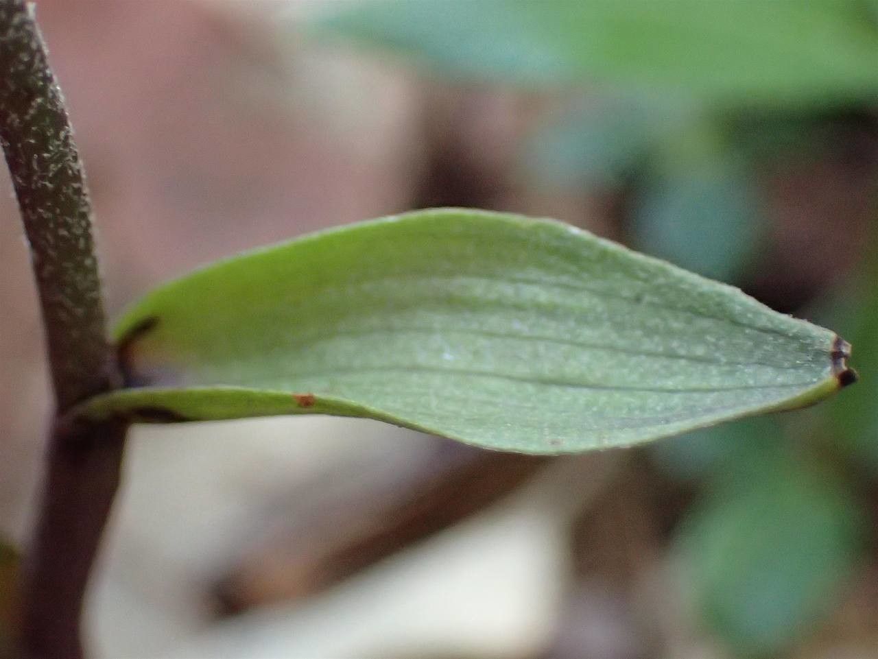 Epipactis microphylla leaf