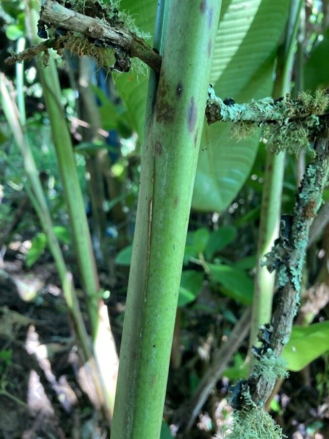 Heliconia latispatha bark