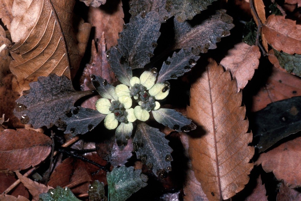 Chrysosplenium macrostemon habit