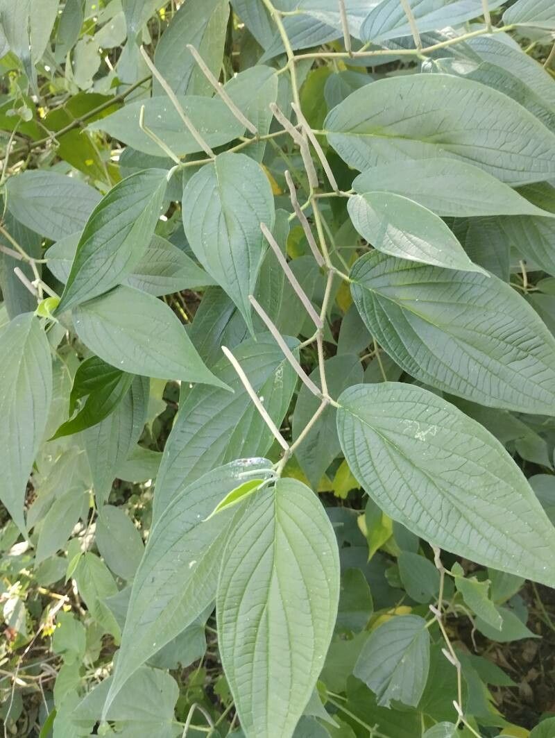 Piper xanthostachyum — search result for 'Piper'