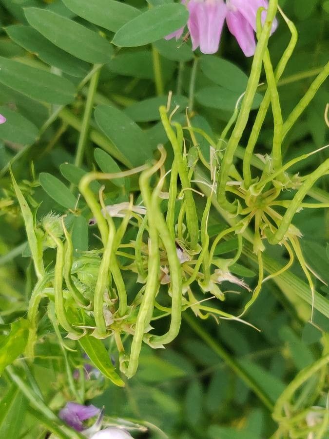 Coronilla varia fruit