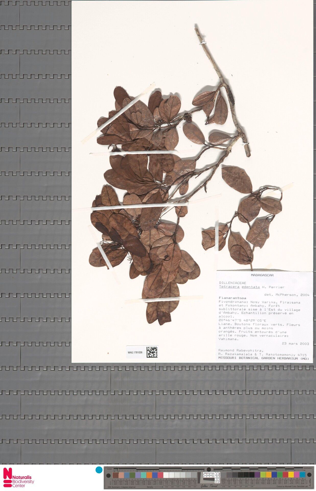 Tetracera edentata — houseplant care guide