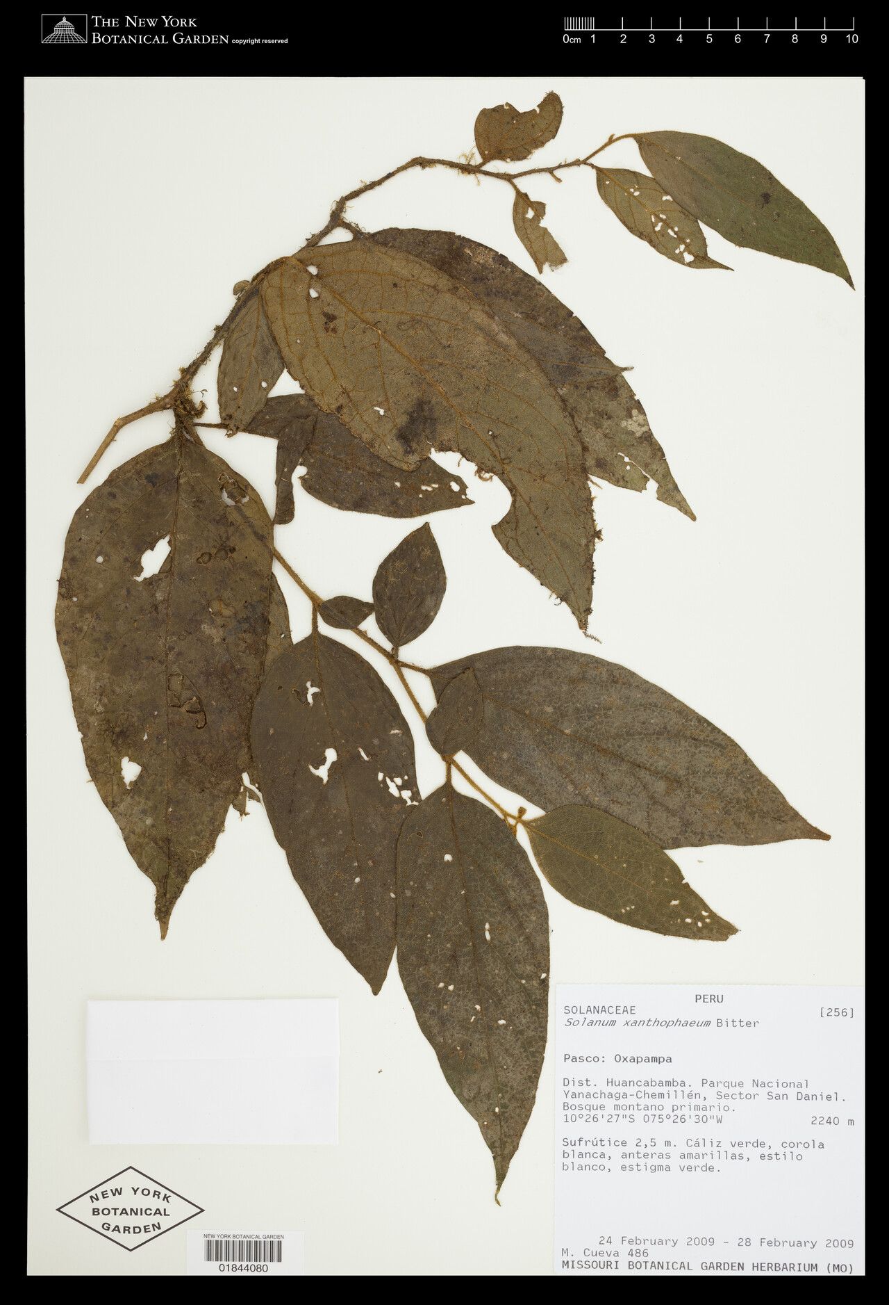 Solanum xanthophaeum — houseplant care guide