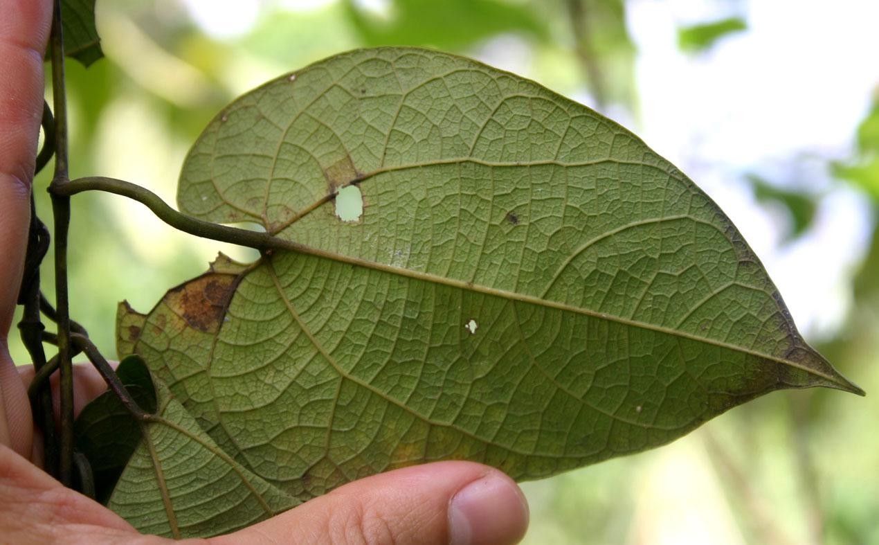 Aristolochia sprucei leaf