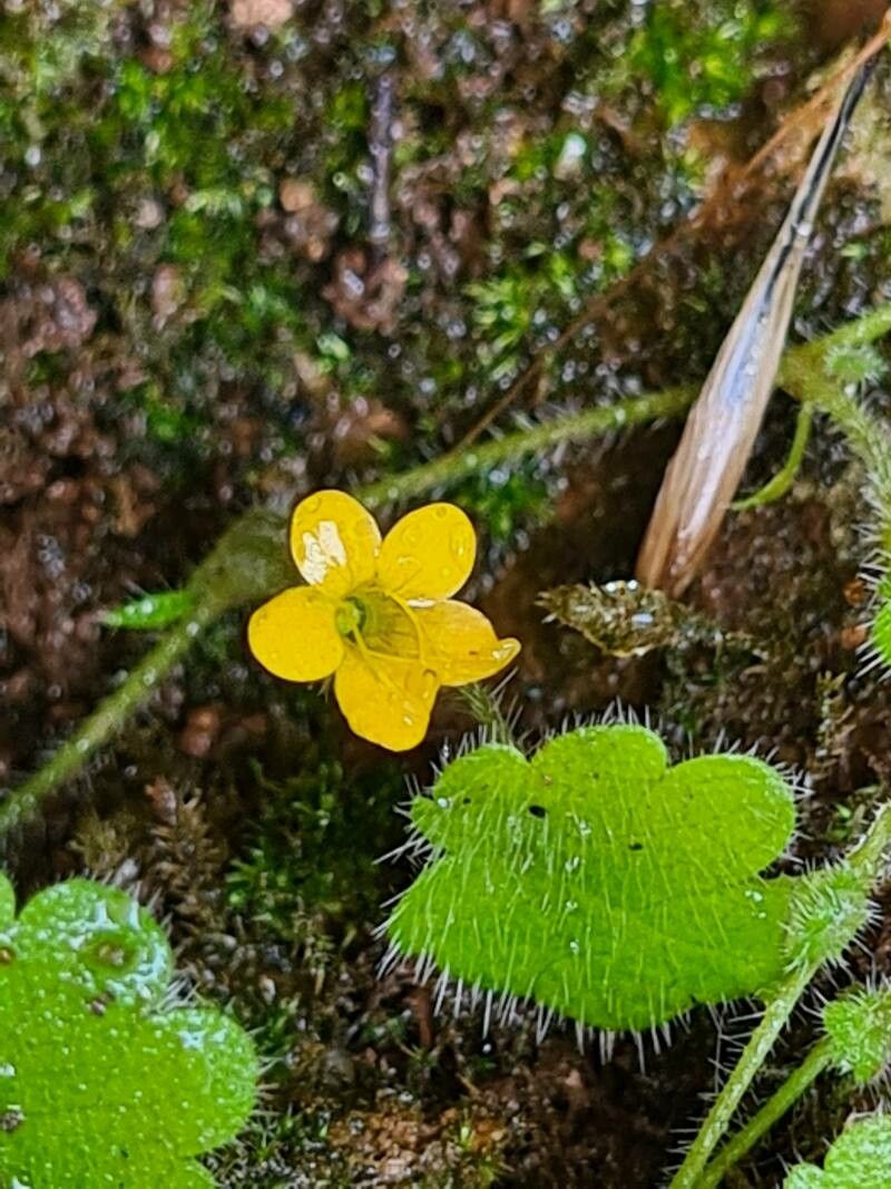 Sibthorpia africana flower