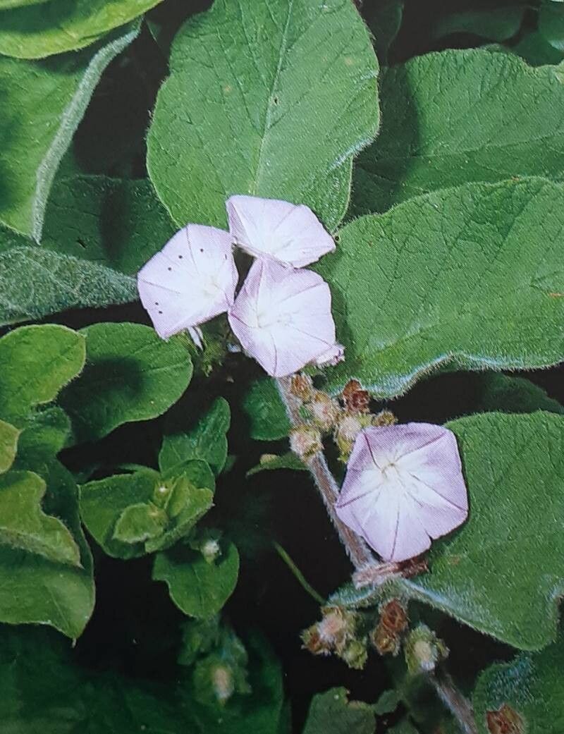 Convolvulus canariensis flower