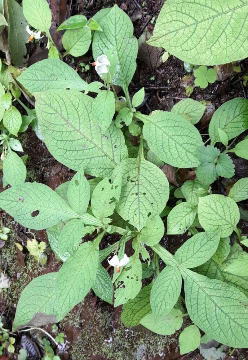 Solanum palitans habit
