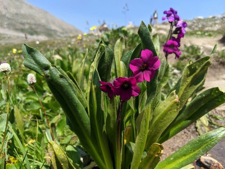 Primula parryi flower
