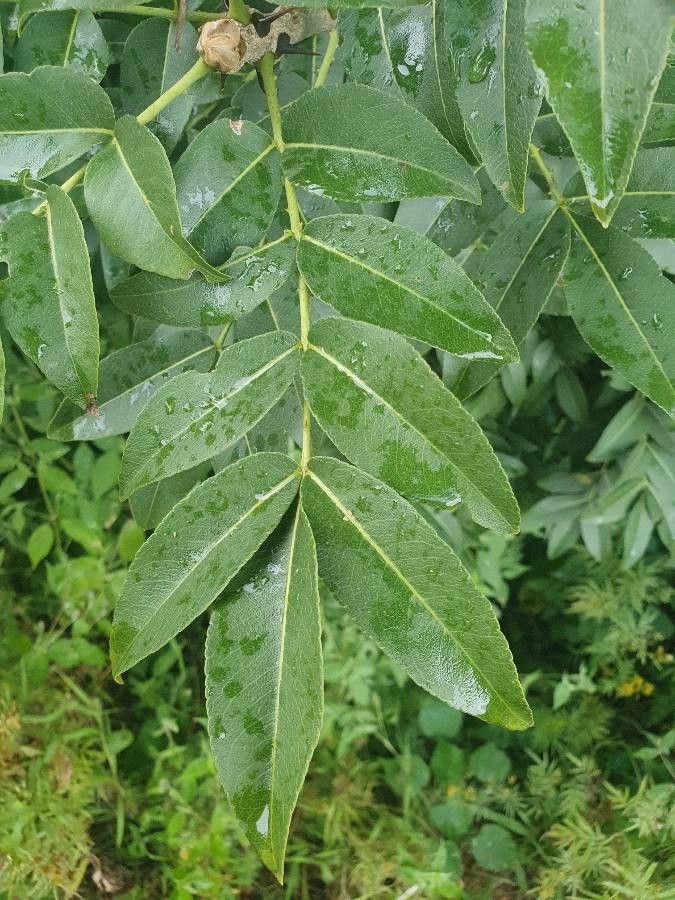 Zanthoxylum chalybeum leaf