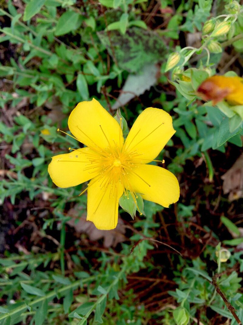 Hypericum olympicum flower