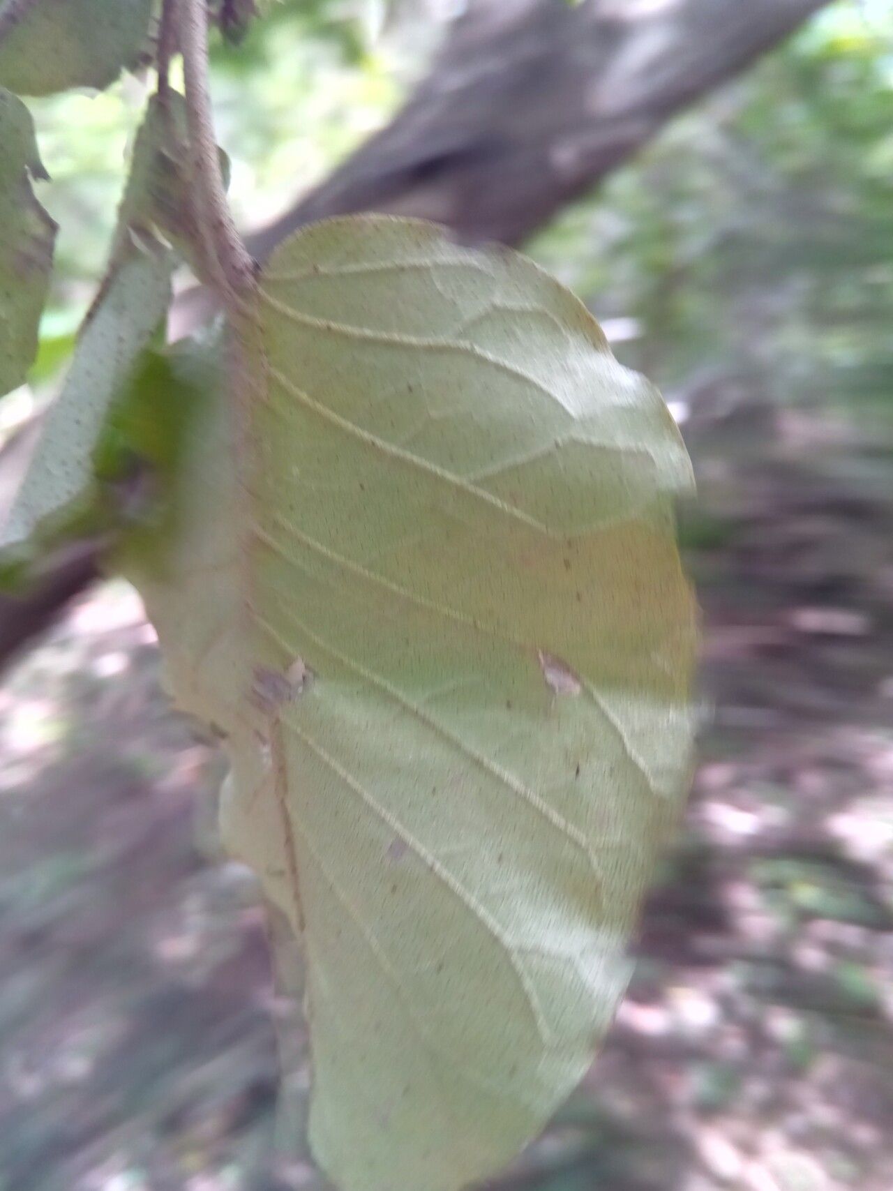 Croton bernieri leaf