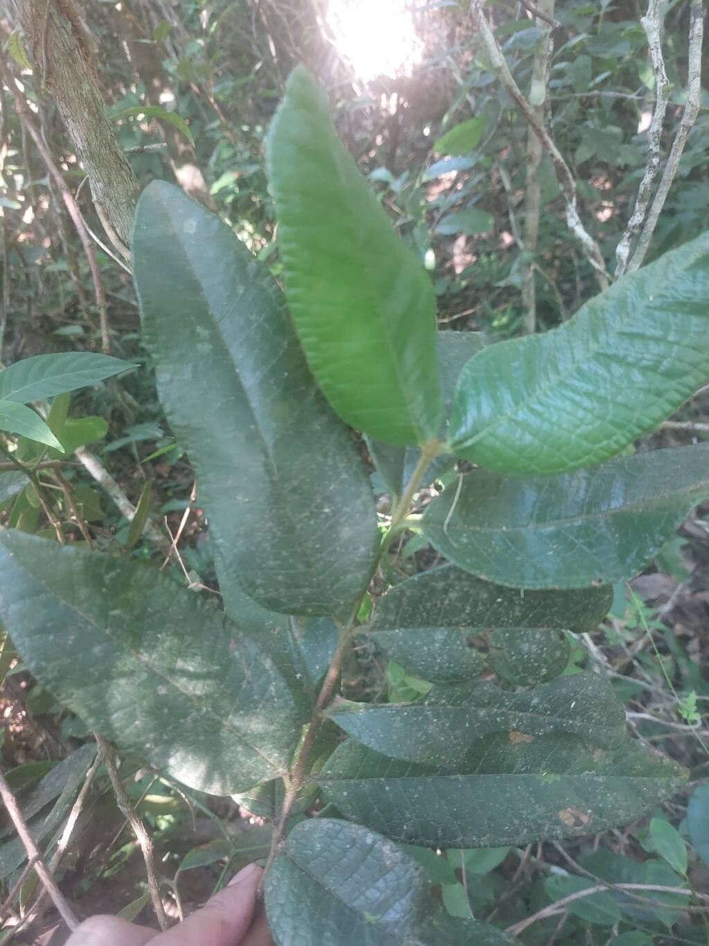 Myrcia hebepetala leaf