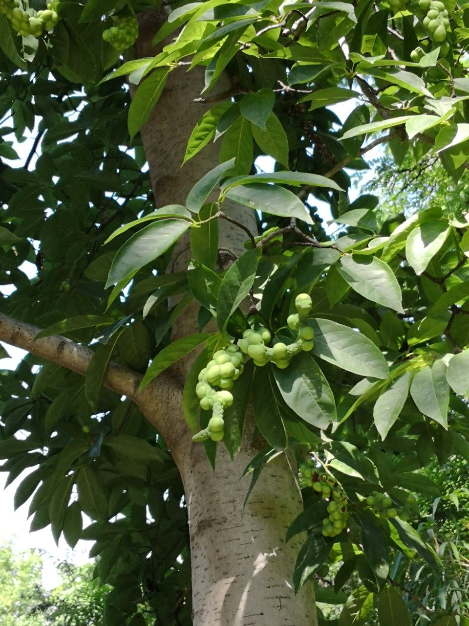 Magnolia amoena habit