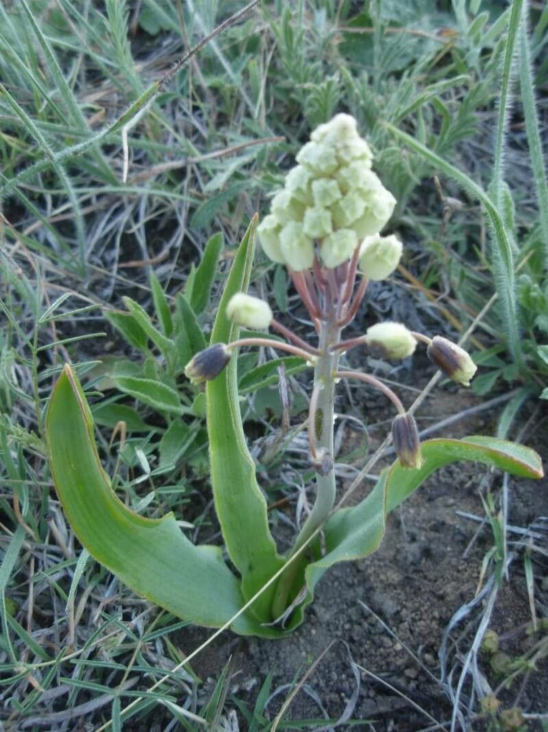 Bellevalia ciliata flower