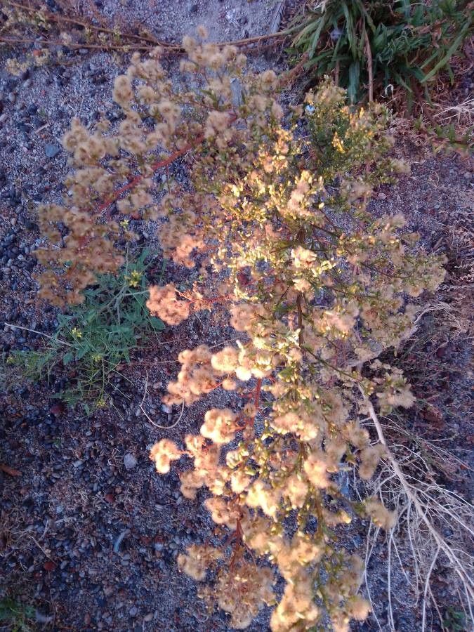 Atriplex canescens flower
