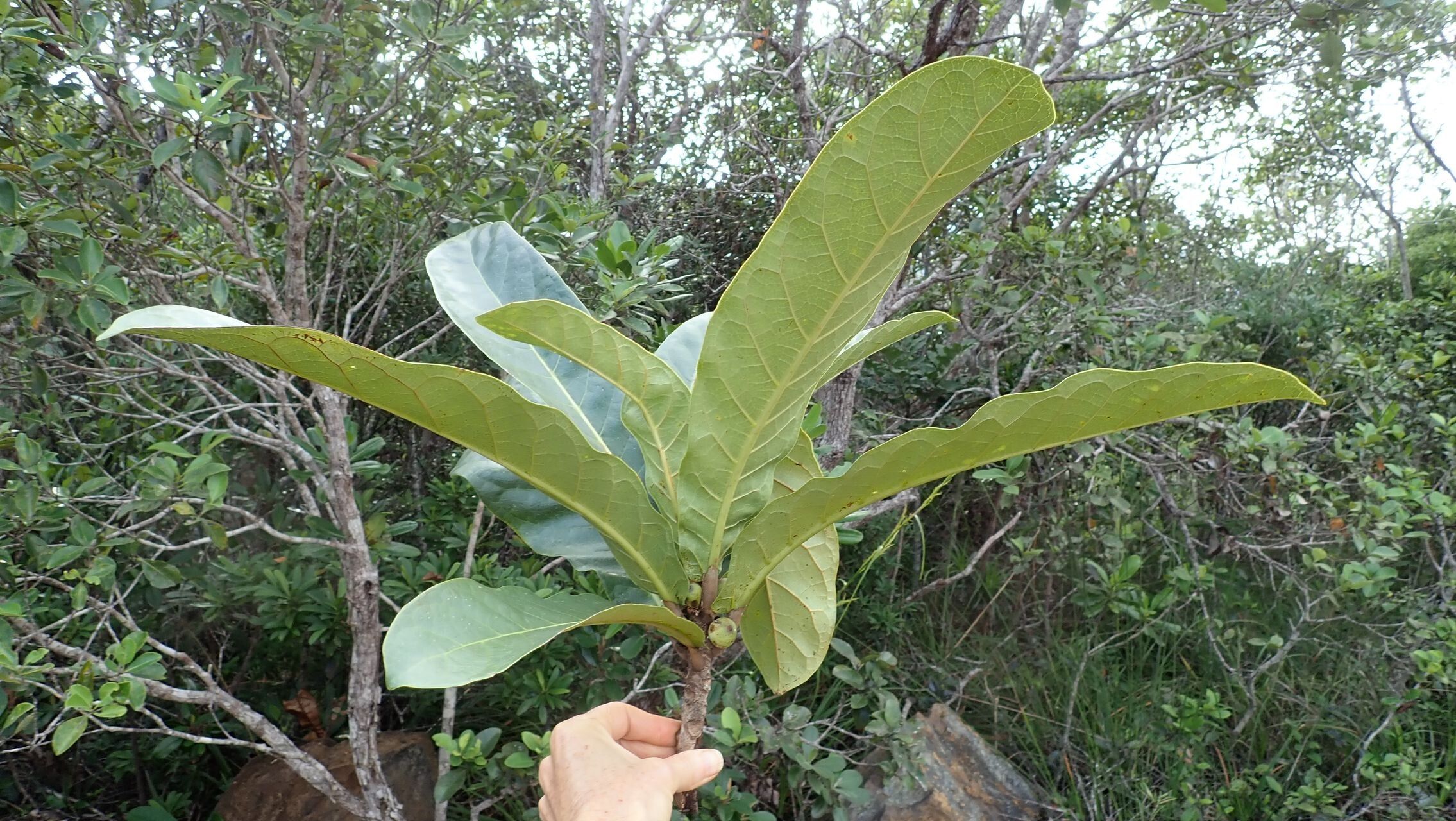 Ficus auriculigera — houseplant care guide