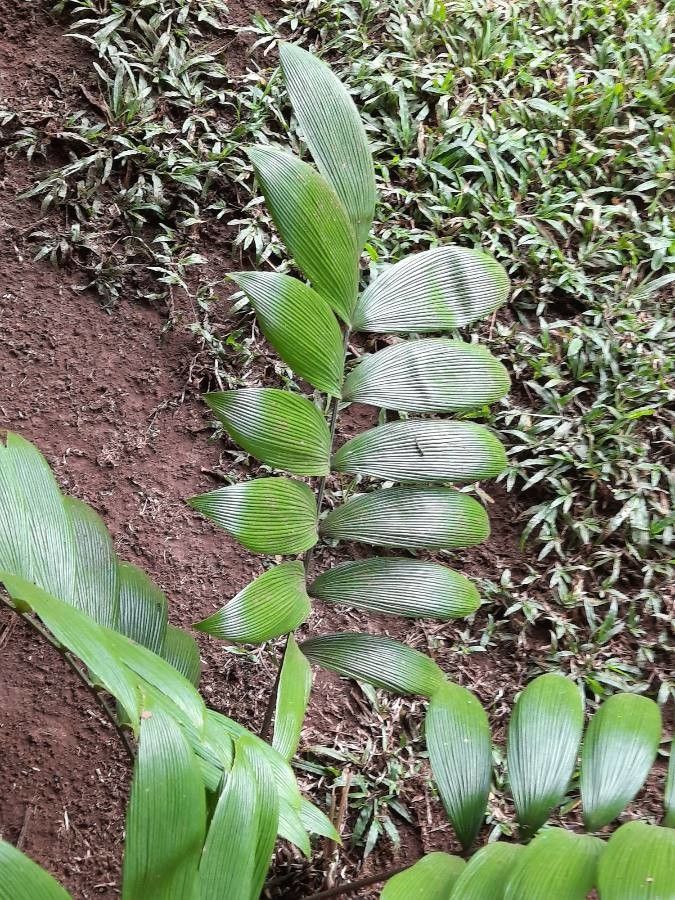 Zamia neurophyllidia leaf