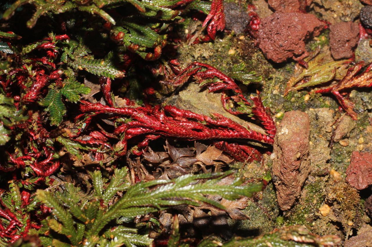 Selaginella haematodes habit