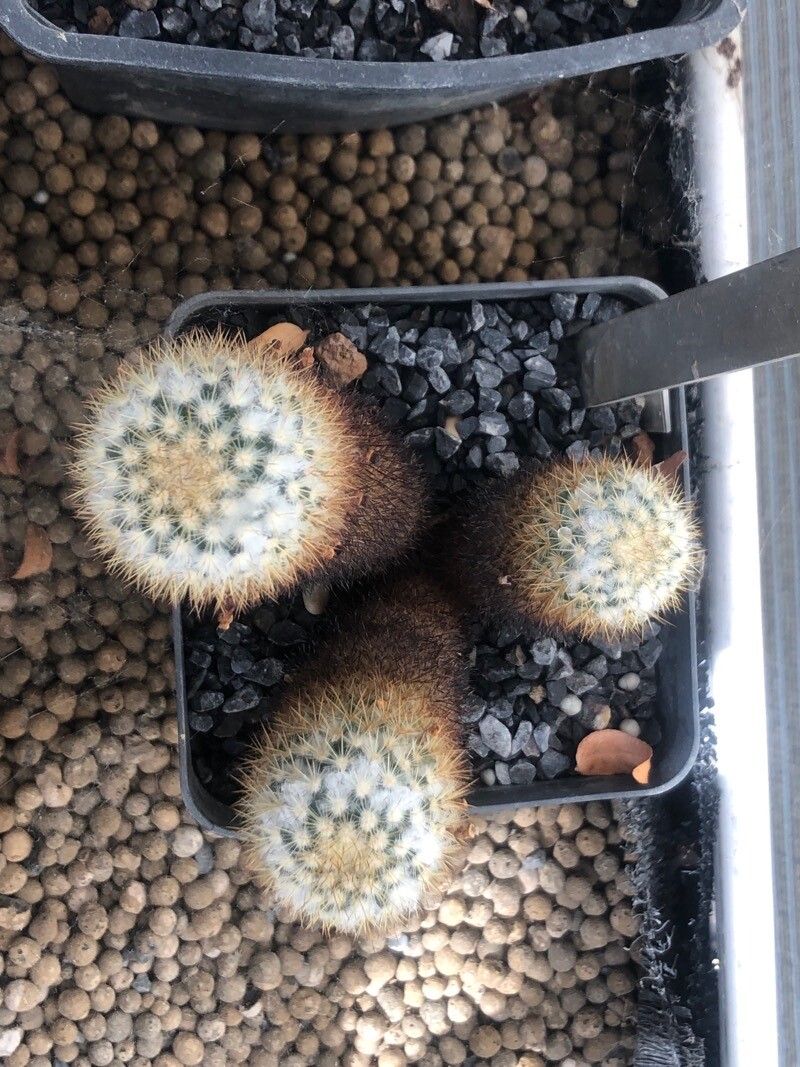 Mammillaria columbiana — search result for 'Mammillaria'