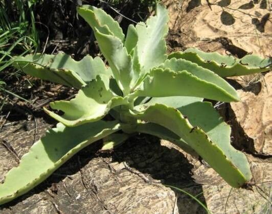 Kalanchoe brachyloba habit