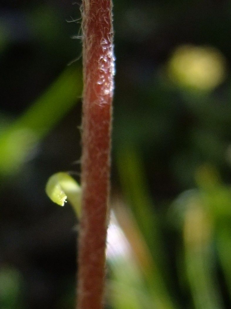 Bellidiastrum michelii bark