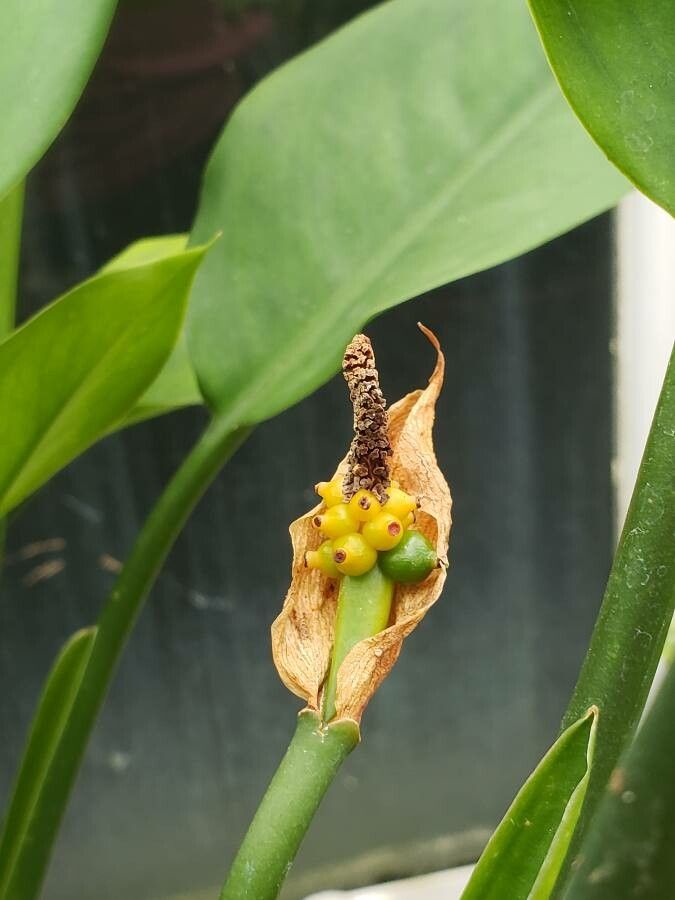 Aglaonema marantifolium fruit