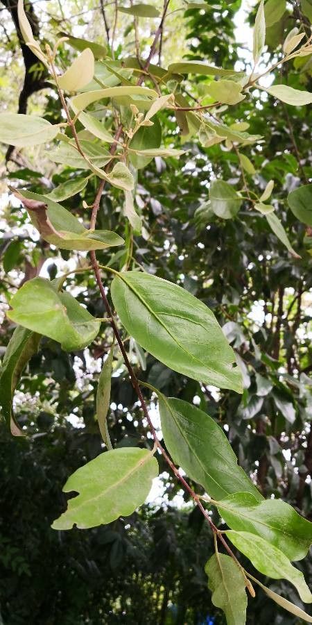 Camptotheca acuminata leaf
