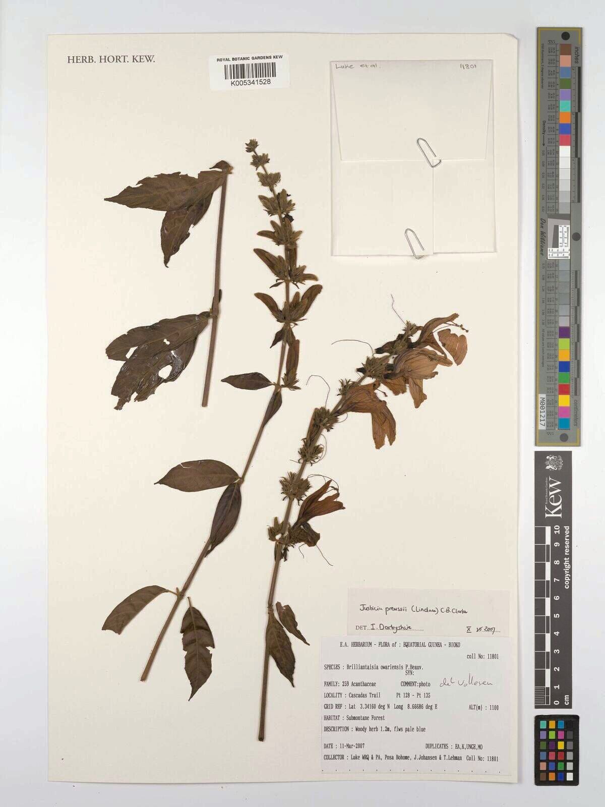 Justicia preussii — houseplant care guide