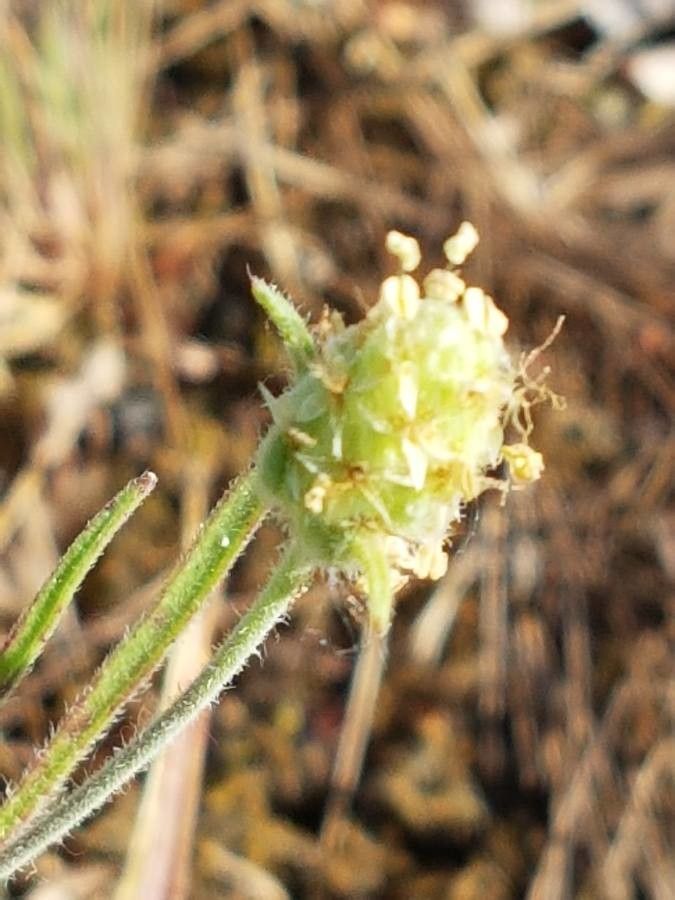 Plantago arenaria flower