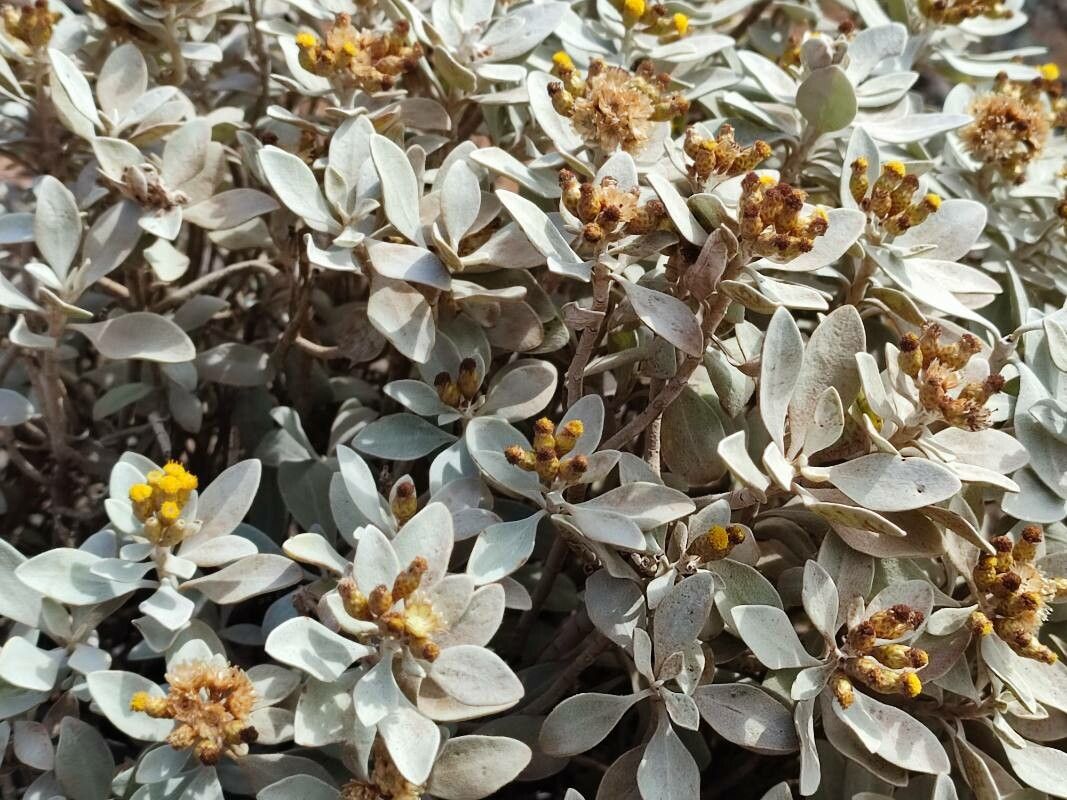 Helichrysum obconicum habit