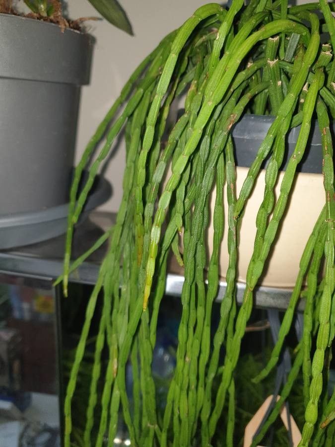 Rhipsalis kirbergii leaf