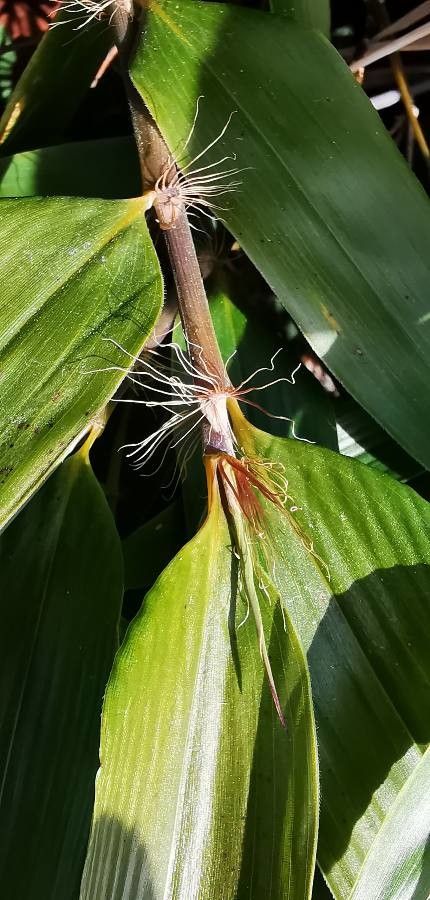 Phyllostachys nigra flower