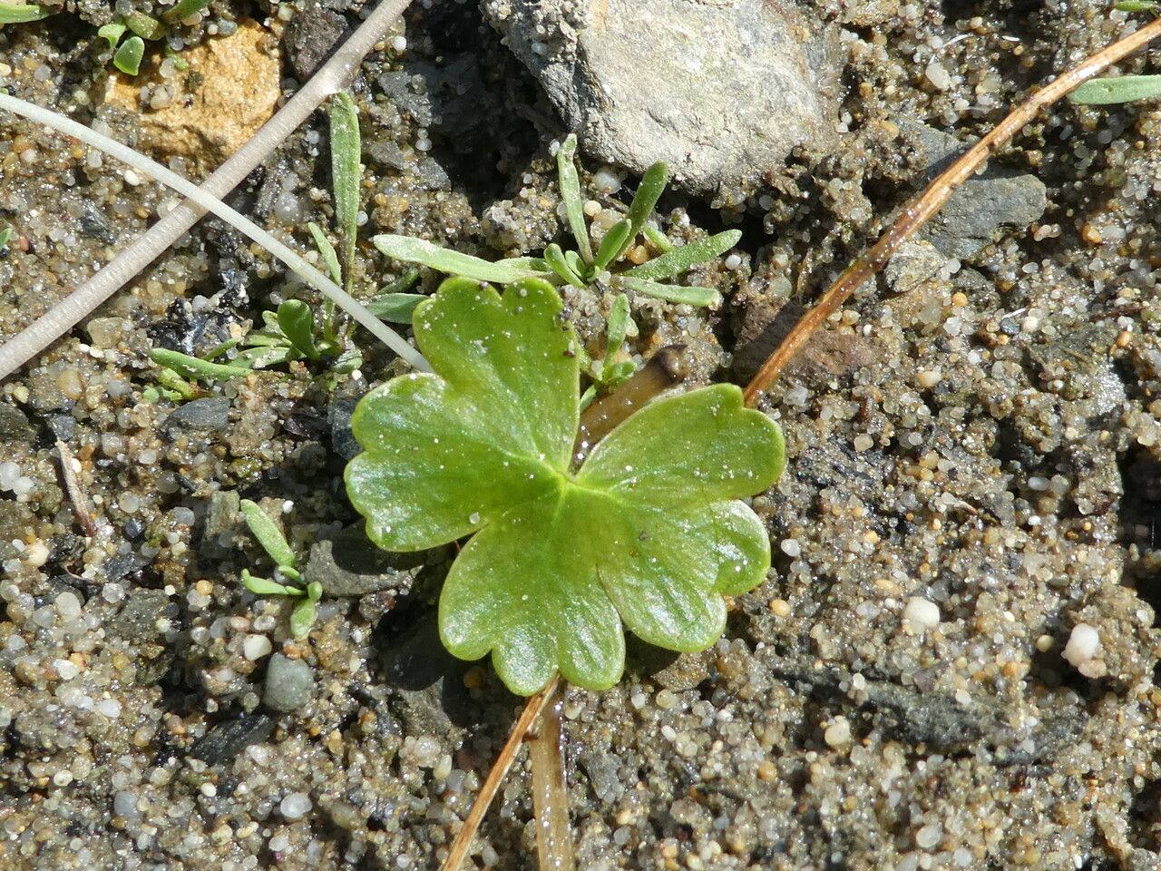 Ranunculus peltatus leaf