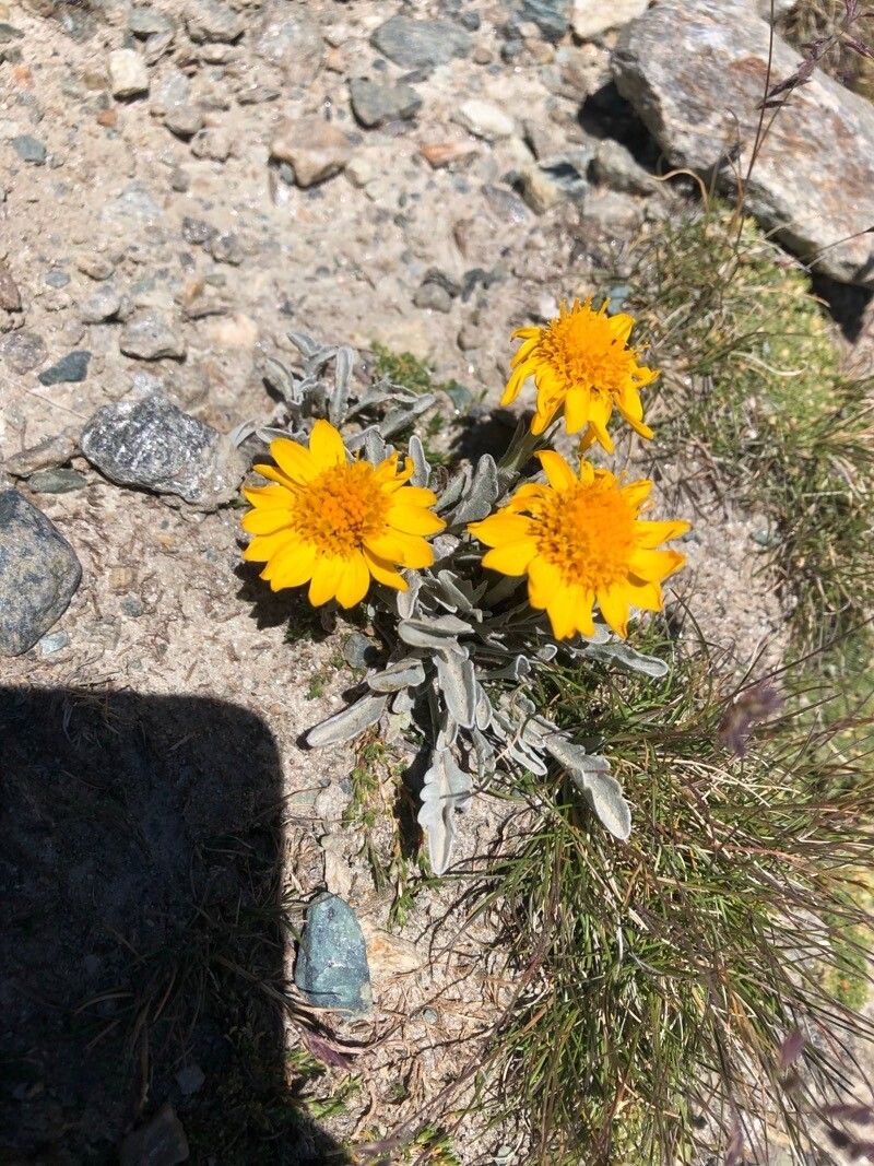 Jacobaea uniflora — search result for 'Jacobaea'