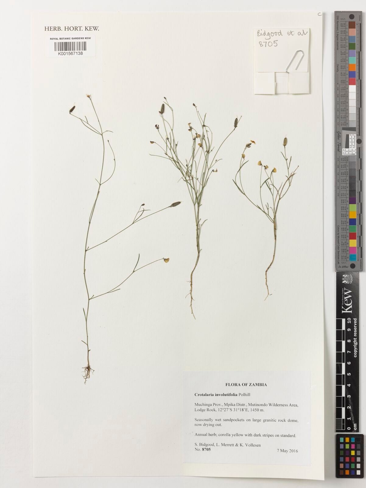 Crotalaria involutifolia — houseplant care guide