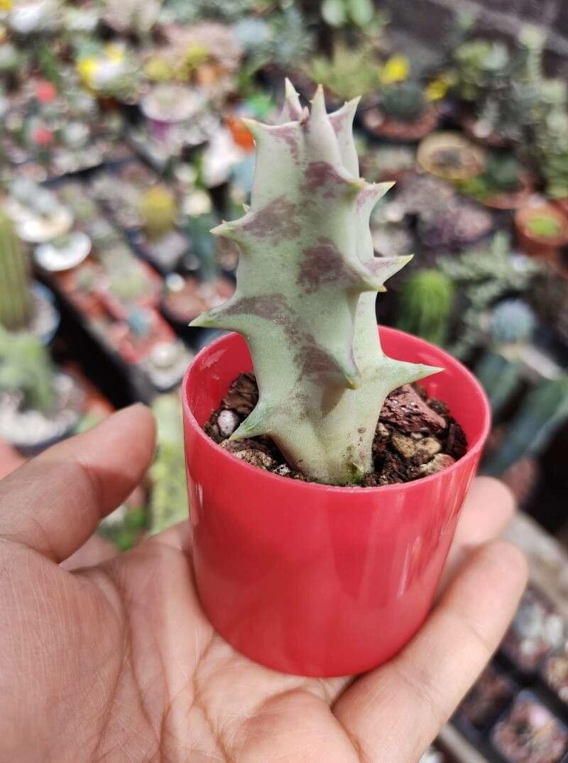 Orbea melanantha — search result for 'Orbea'