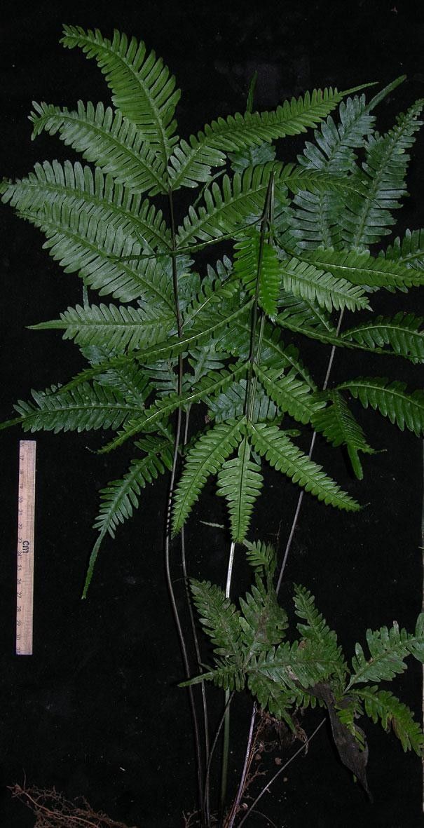 Pteris pungens other