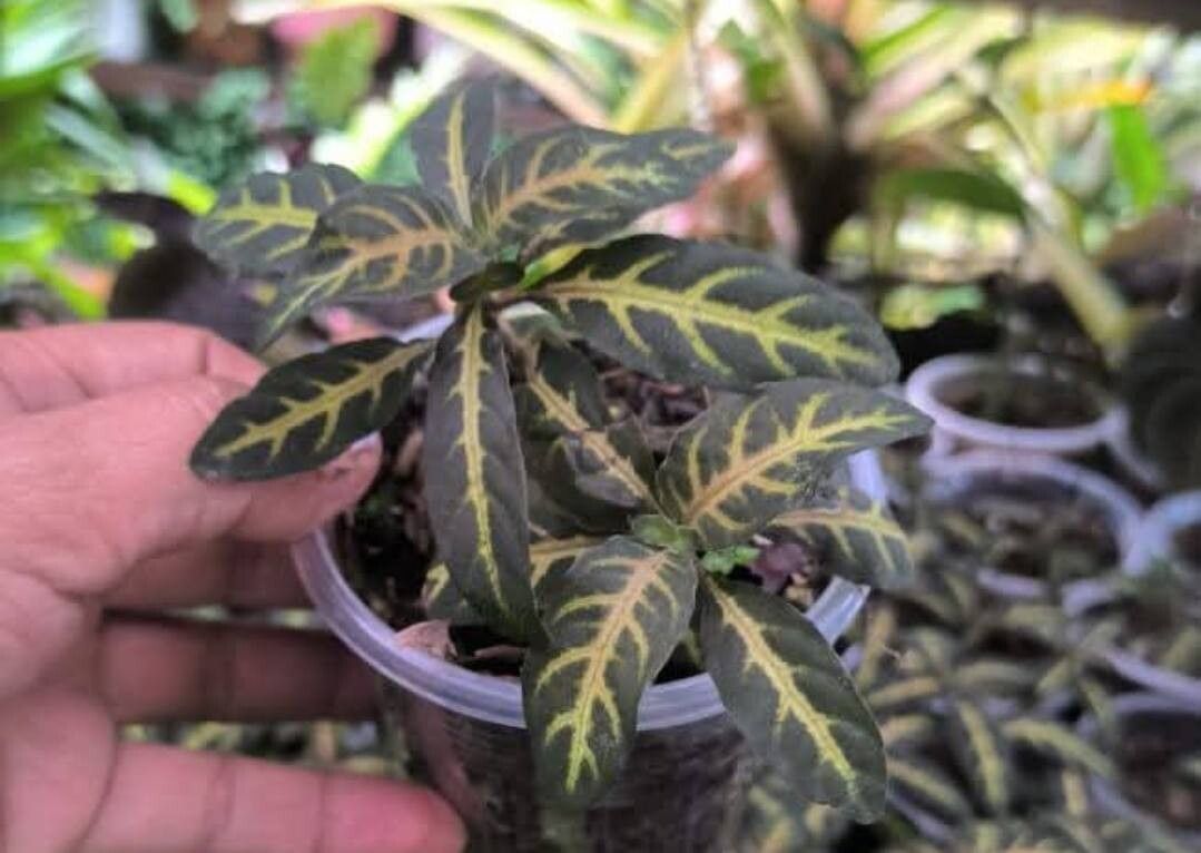 Aphelandra maculata — search result for 'Aphelandra'