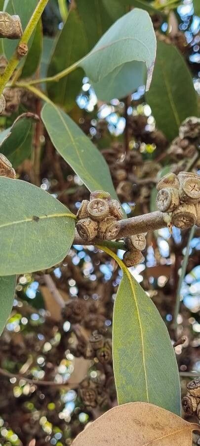 Eucalyptus kitsoniana fruit