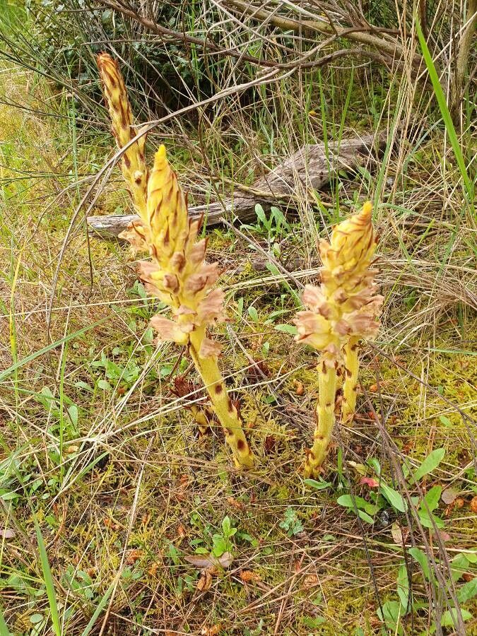 Orobanche elatior leaf