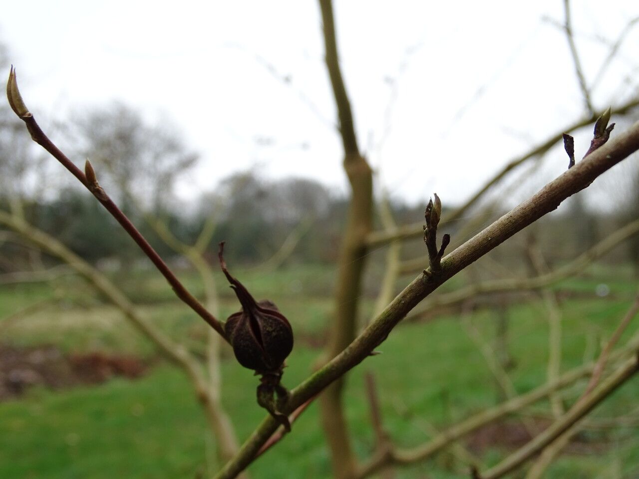 Stewartia rostrata fruit
