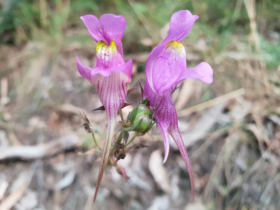 Linaria triornithophora flower