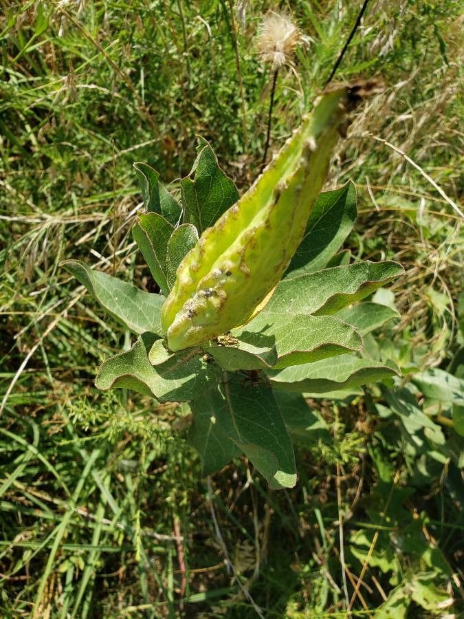 Asclepias viridis fruit