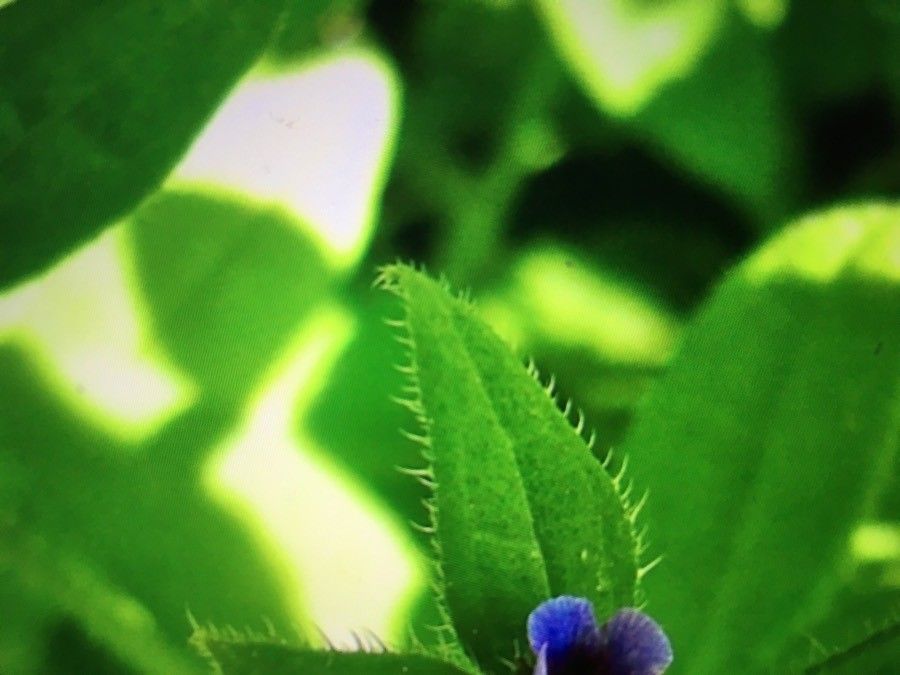 Asperugo procumbens — search result for 'Northern North America'