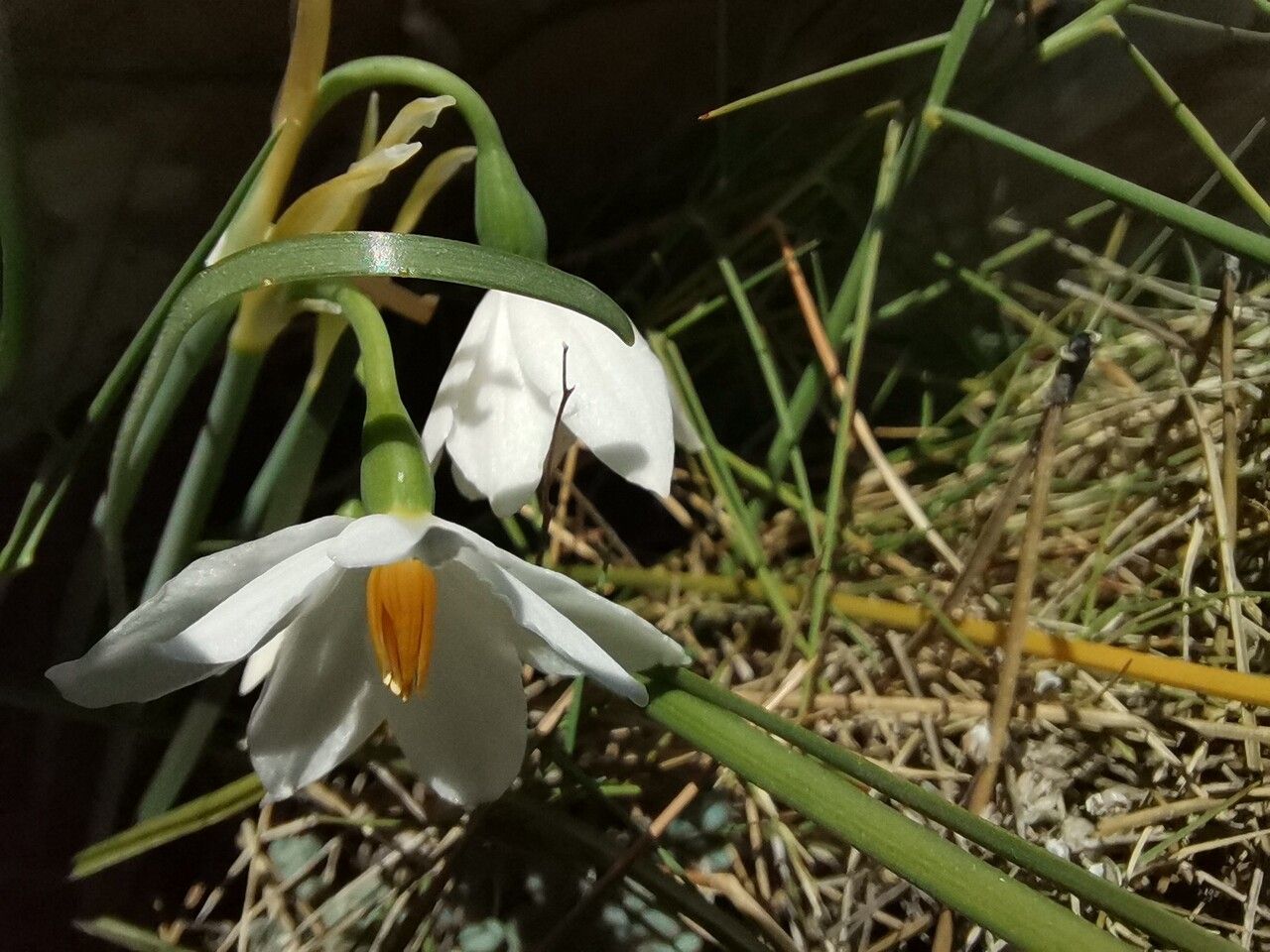 Acis nicaeensis flower
