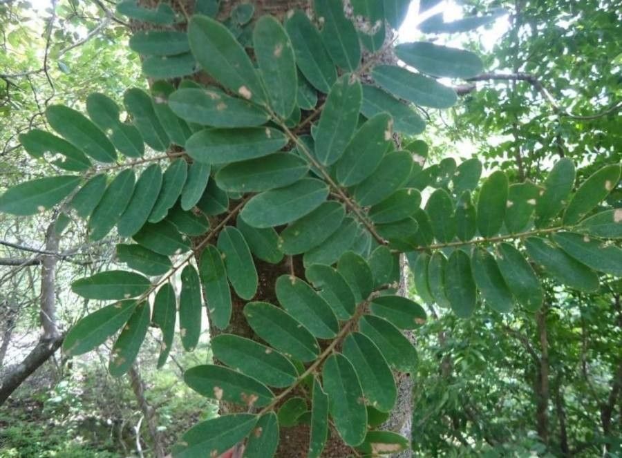 Machaerium biovulatum leaf