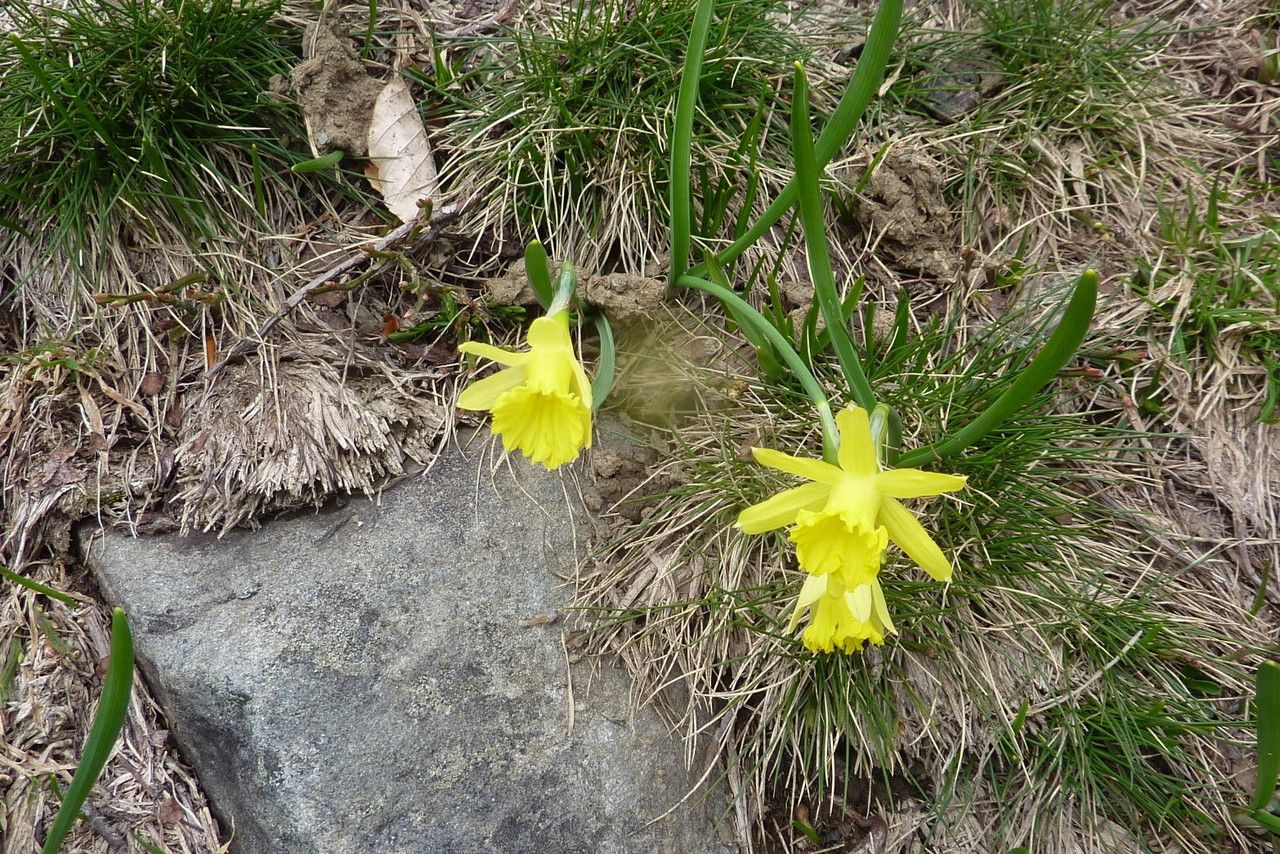 Narcissus jacetanus — search result for 'Narcissus'